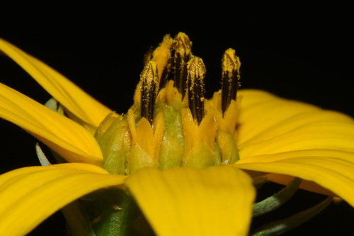 Helianthus eggertii, photograph 3