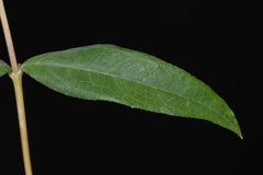 Helianthus eggertii, photograph (c) Brian Finzel, some rights reserved (CC BY-SA)