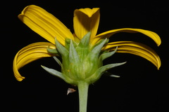 Helianthus eggertii, photograph (c) Brian Finzel, some rights reserved (CC BY-SA)