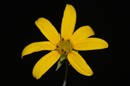 Helianthus eggertii, photograph 1
