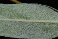 Helianthus eggertii, photograph (c) Brian Finzel, some rights reserved (CC BY-SA)