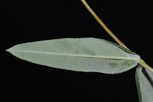 Helianthus eggertii
