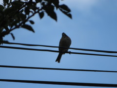 Zonotrichia capensis