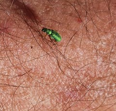 Polydrusus pterygomalis