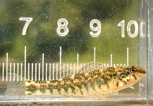 Banded Darter