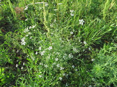 Limnosciadium pinnatum