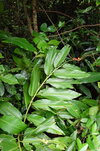 Alpinia flabellata, photograph 3