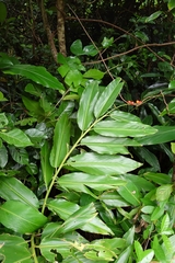 Alpinia flabellata, photograph 如此甚好, CC BY, iNaturalist via GBIF