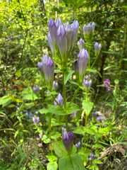 Gentianella quinquefolia, photograph (c) Shanze Yoell, some rights reserved (CC BY)
