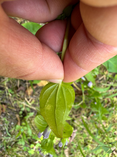 Gentianella quinquefolia, photograph 3