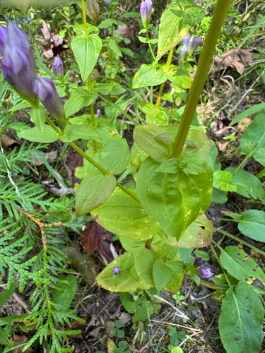 Gentianella quinquefolia, photograph 2