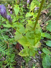 Gentianella quinquefolia, photograph (c) Shanze Yoell, some rights reserved (CC BY)