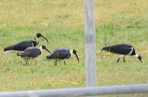 Straw-necked Ibis