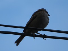 Zonotrichia capensis