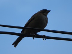 Zonotrichia capensis