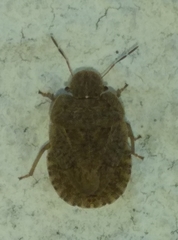 Sciocoris homalonotus