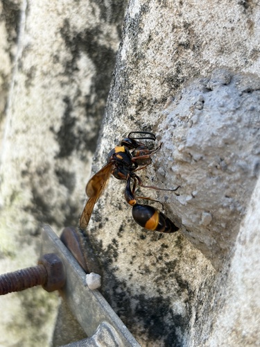 Oreumenes decoratus