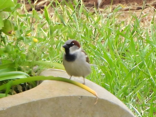 House Sparrow