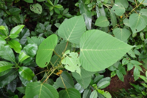 Macaranga sinensis observed 2026-09-12
