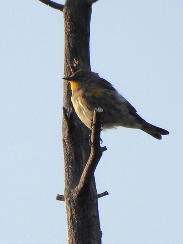 iNaturalist observation photo of Yellow-rumped Warbler