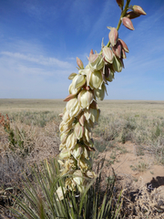 Yucca baileyi