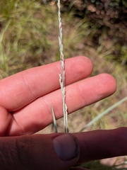 Eragrostis secundiflora, photograph author not stated, no rights reserved