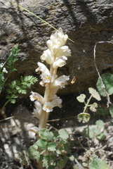 Orobanche ballotae