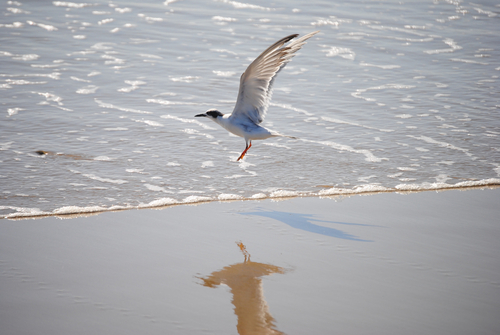 iNaturalist observation photo of Forster's Tern