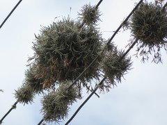 Tillandsia capillaris