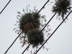 Tillandsia capillaris