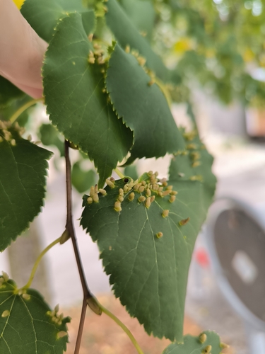Red Nail Gall Mite