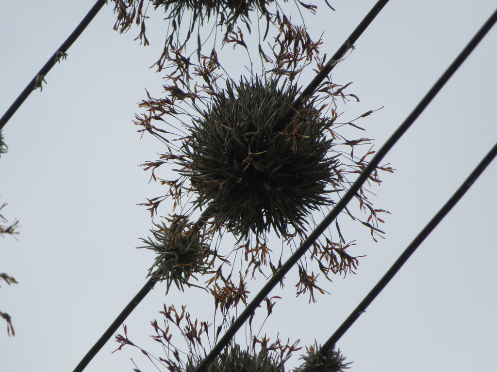 Tillandsia capillaris
