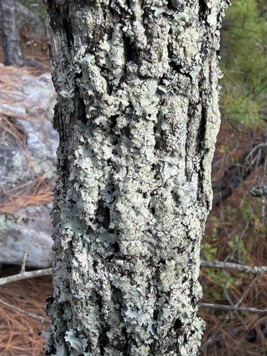 Quercus boyntonii, photograph 5