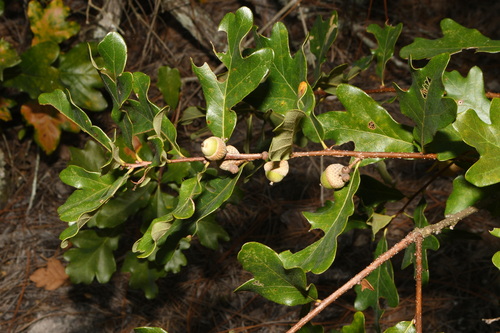 Quercus boyntonii, photograph 4