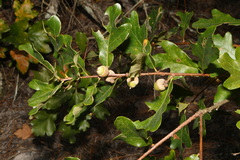 Quercus boyntonii, photograph (c) Brian Finzel, some rights reserved (CC BY-SA)