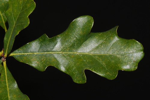 Quercus boyntonii, photograph 6
