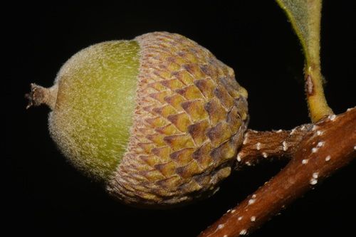 Quercus boyntonii, photograph 3