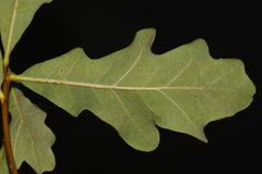Quercus boyntonii, photograph (c) Brian Finzel, some rights reserved (CC BY-SA)