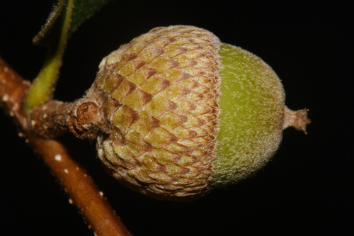 Quercus boyntonii
