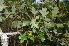 Quercus boyntonii, photograph (c) Brian Finzel, some rights reserved (CC BY-SA)