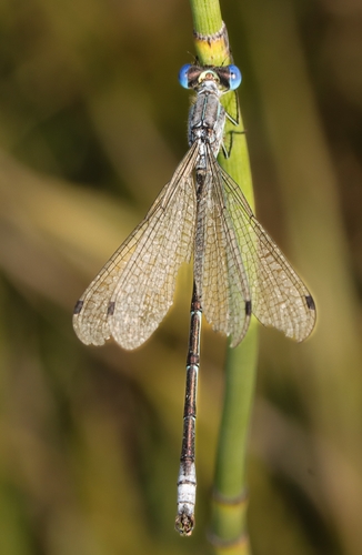 Lyre-tipped Spreadwing