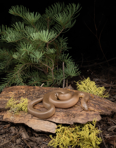 iNaturalist observation photo of Northern Rubber Boa