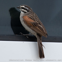 Emberiza capensis