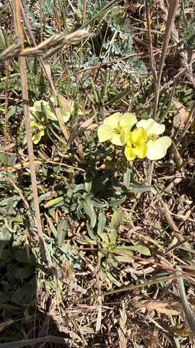 Erysimum concinnum