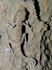 Ptyodactylus oudrii