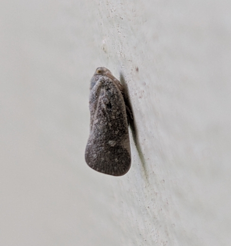Citrus Flatid Planthopper