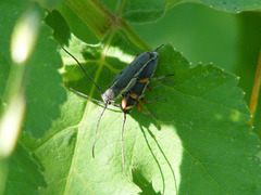 Phytoecia icterica