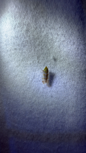 Japanese Maple Leafhopper