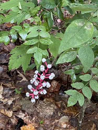 white baneberry