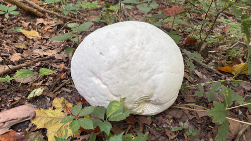 giant puffball